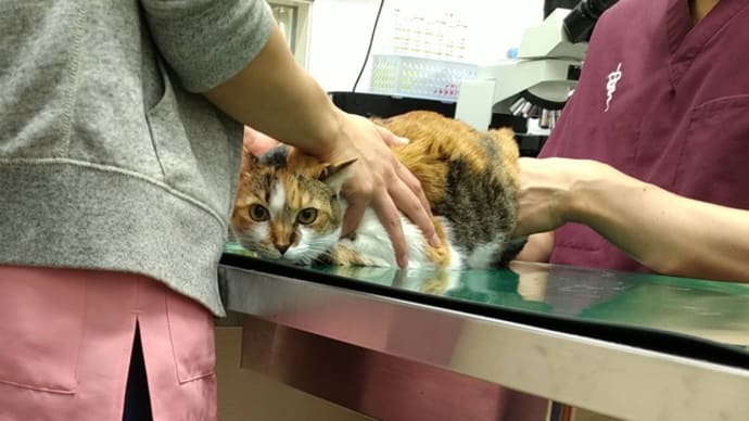 つぶあん、ステロイド投与4日目