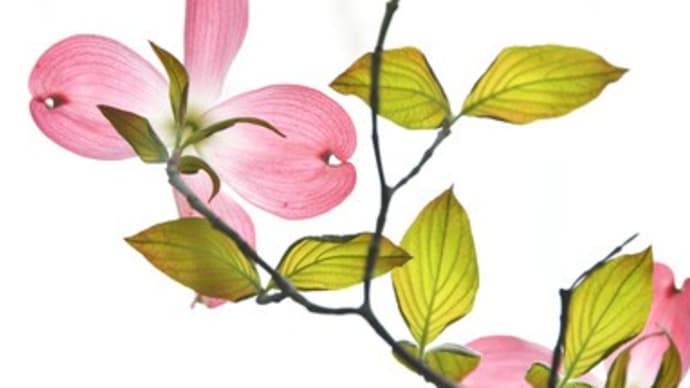 しつこく、花水木