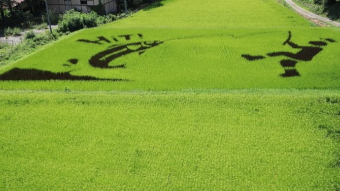 川場村の田んぼアート2023