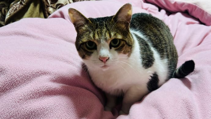 猫との関係に進展が^ ^