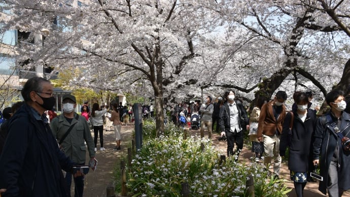 さくら狩り 東京都千代田区 千鳥ヶ淵緑道(3)桜越しにお堀の桜