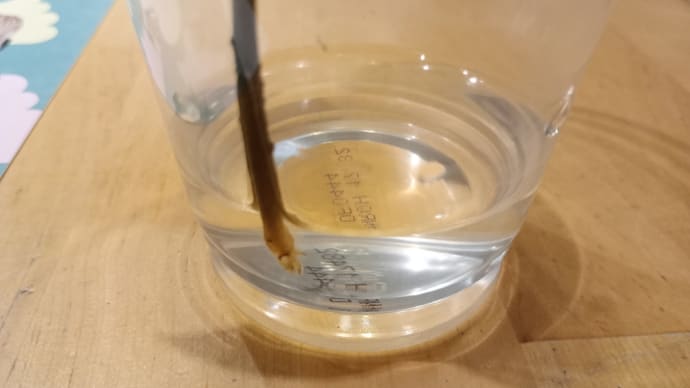 パキラ 11日目