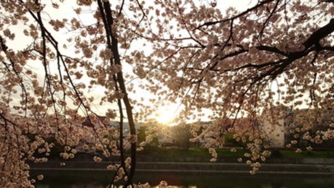 先斗町・夜明けの桜