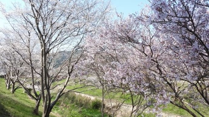 和気町 鵜飼谷の桜並木 '21