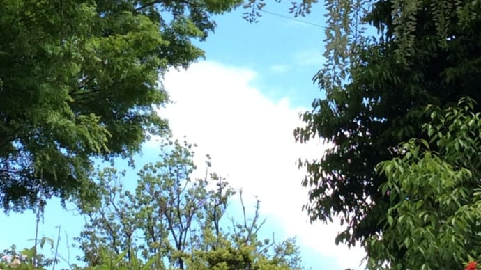 May. 藤 ー横浜市児童遊園地 その1