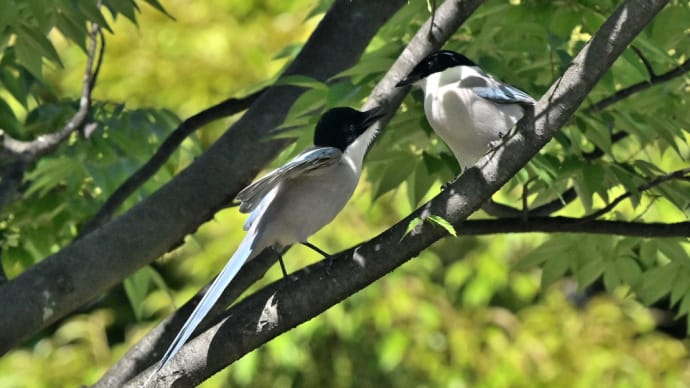 オナガの幼鳥　独り立ちへ