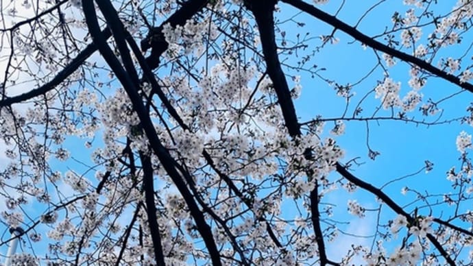 武蔵野4中の桜が間もなく見頃。