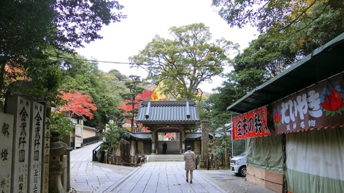 「清荒神清澄寺」のイチョウの木を見に行ったのですが、、、