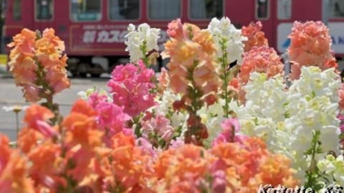 春色の花
