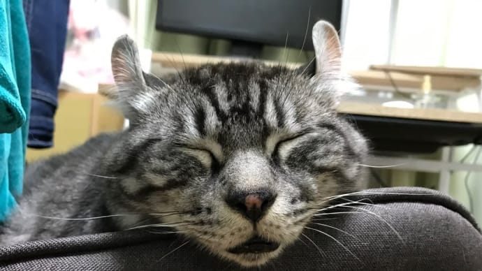 20201008の猫たちと時々犬