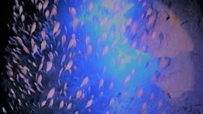 はじめてのおつかい