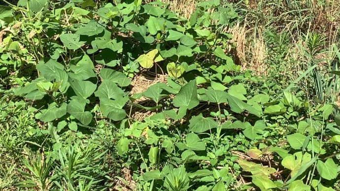 食酢は農薬で、蜘蛛もカマキリも農薬 無農薬と言ってはいけません?