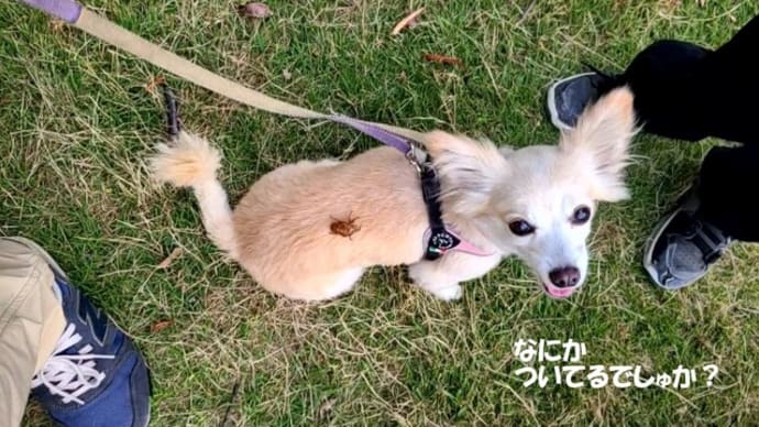 セミの抜け殻で遊ぶ