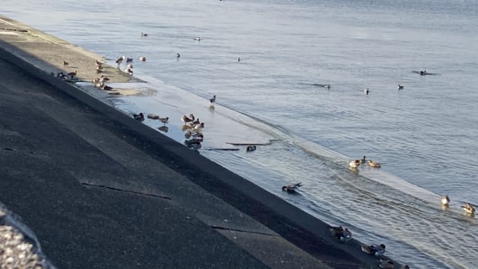 三番瀬(浦安市)
