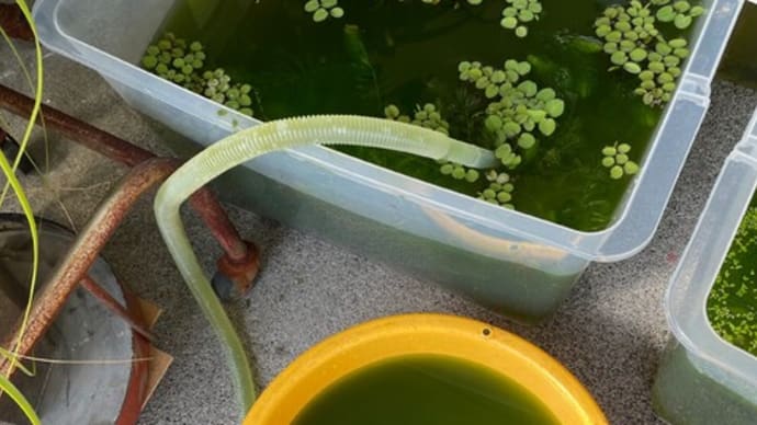 メダカの水替え