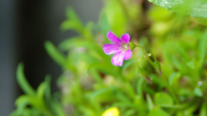 Veranda Garden