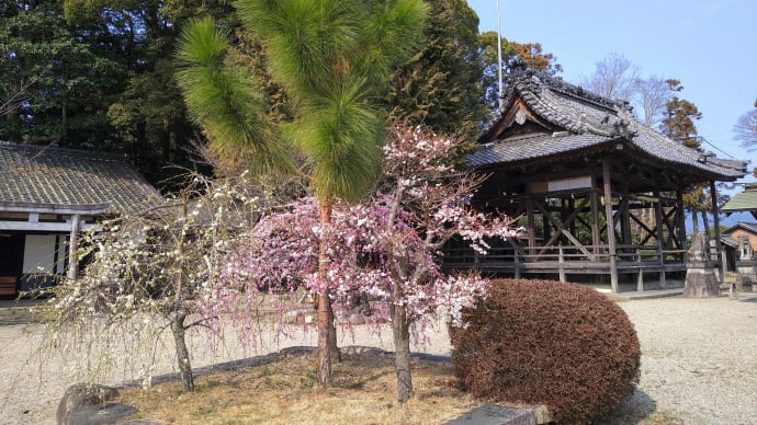 愛宕神社で「思いのまま」。「サンシュユ(山茱萸)」の林も…