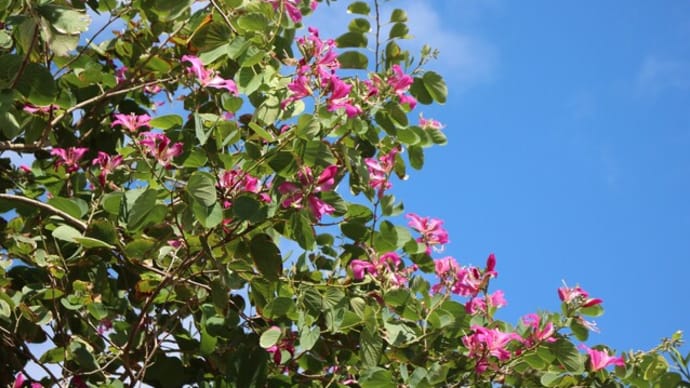 ソシンカの花