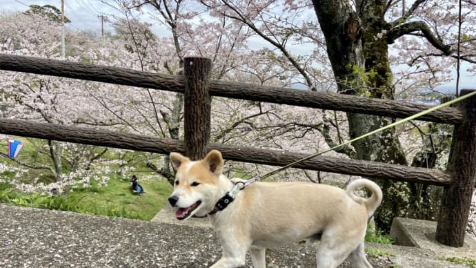 塚山公園のお花見