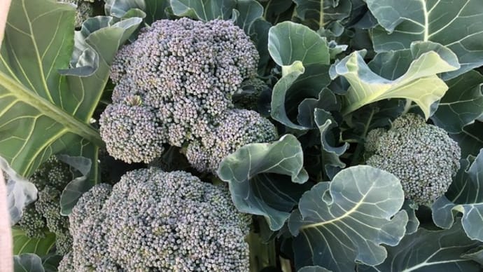 菜園ライフ236~冬野菜の収穫