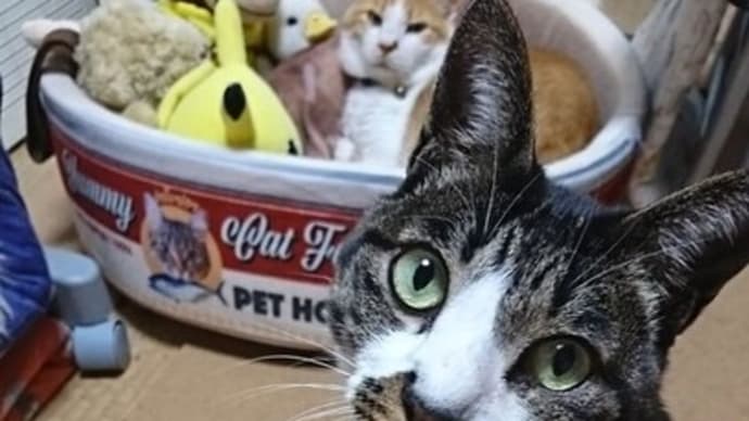 4月24日(日) 猫の麦とごまの日常日記