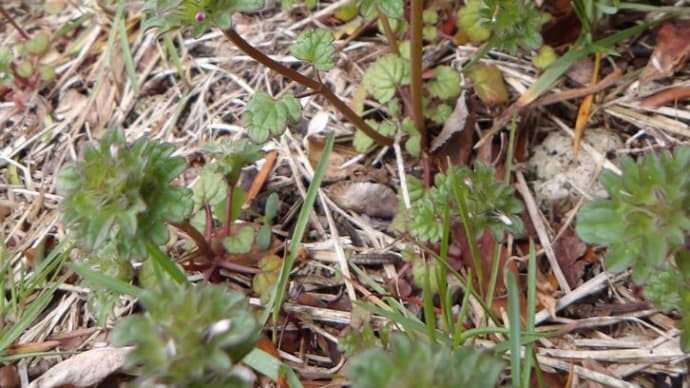 苫小牧「近所の自然散歩」2025年4月21日(月)植物調査
