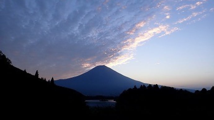 休暇村富士のフジアザミ