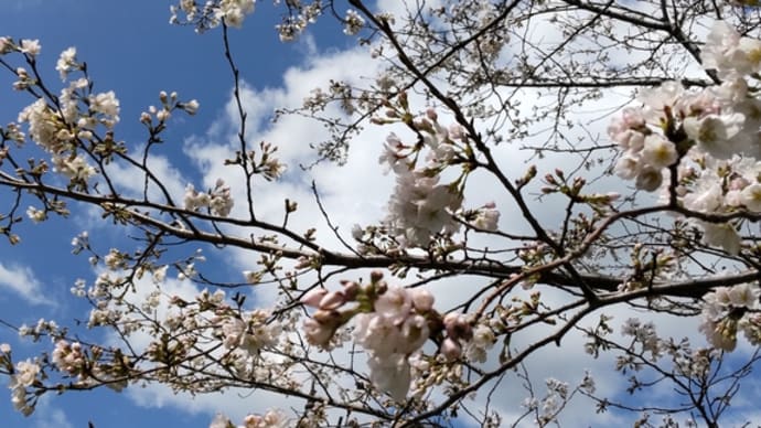 令和６年　桜開花　いちき串木野市　冠嶽神社