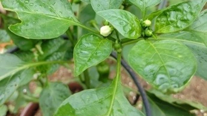 地球温暖化で大きく育った野菜 我が家の食べ蒔きピーマンも育ちが早い