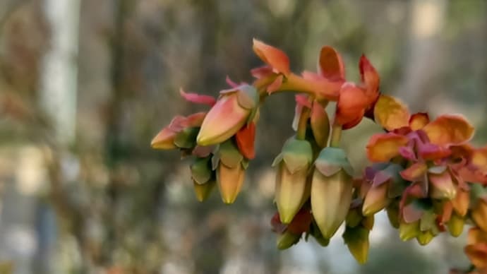 ブルーベリーの花