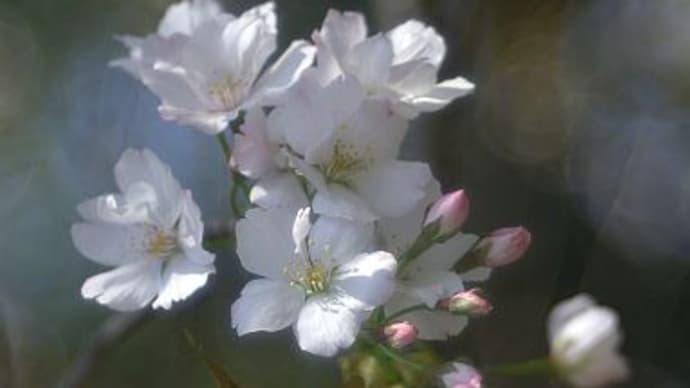 三枚玉で撮る桜