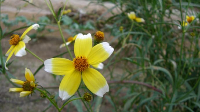 外出先で見つけた黄色の花たち