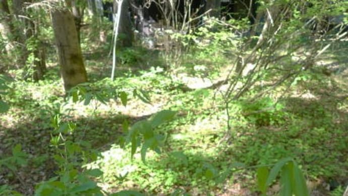 帰る前に撮った軽井沢の庭の山野草たちを