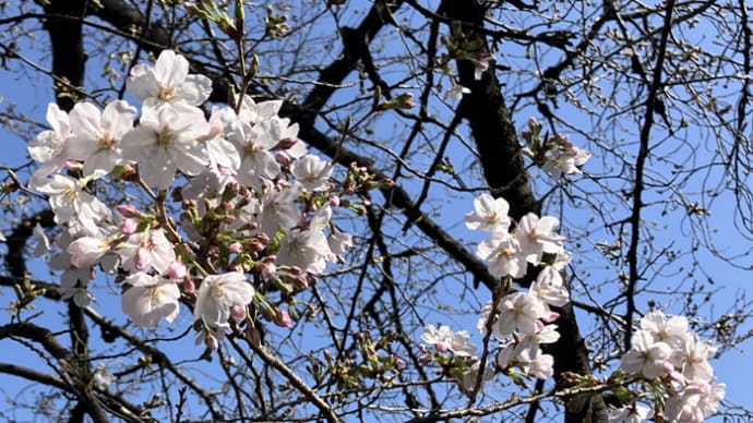 桜咲き始め、海棠も咲く🌸