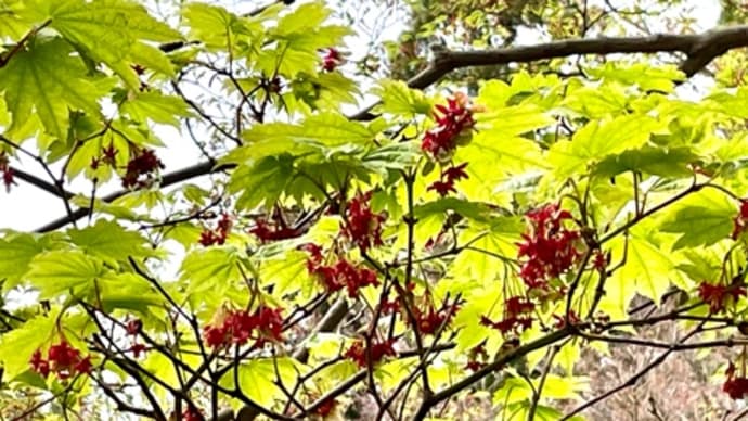 東山植物園散策