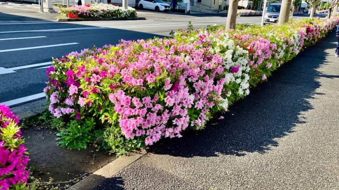 通勤途中のツツジ🌺