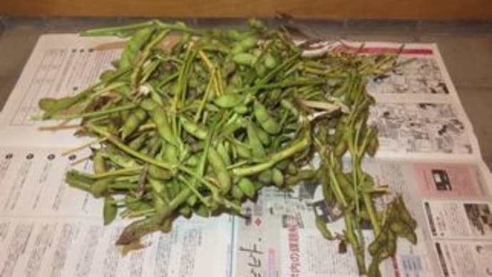 丹波黒大豆枝豆