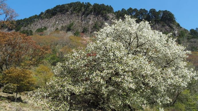 2021年4月21日(水)　[曽爾]屏風岩の桜はほぼ終了、住塚山と国見山へ春の花を楽しむ!