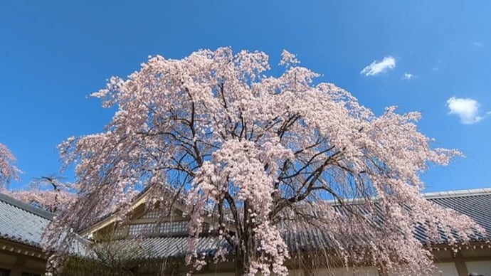 醍醐寺の桜🌸・・・
