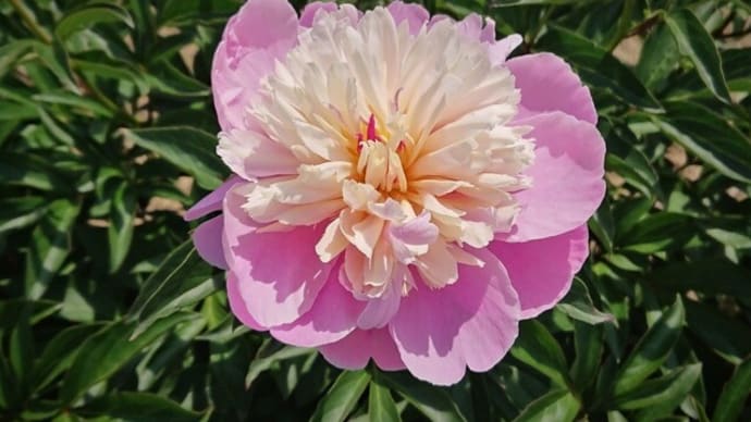 芍薬 (シャクヤク) の花 いろいろ