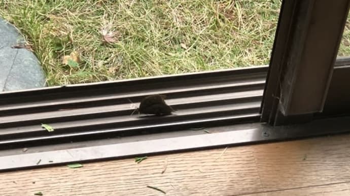 コノハチョウ 部屋に入ってきた