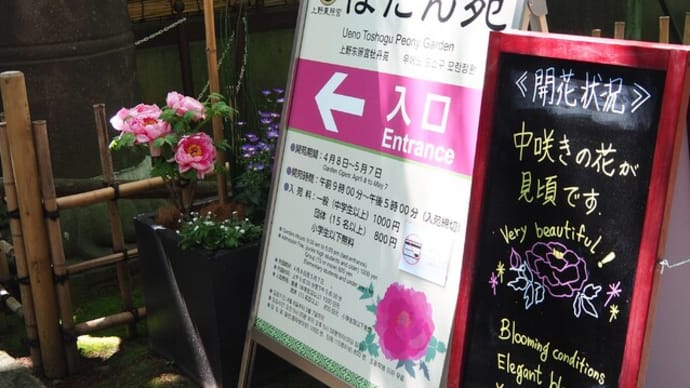 にしさんの花日記 ぼたん 上野公園 ぼたん苑