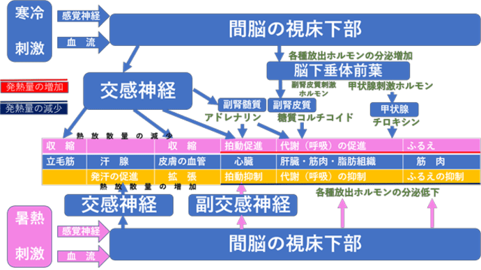 自律神経とは!-part5 ホルモンとの関係(体温の調節)