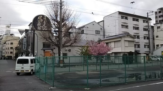 本日は桜がまだの桃ヶ池公園とひょうたん良先生のお友達股ヶ池明神にお参り。神馬塚に開花した桜が1本。
