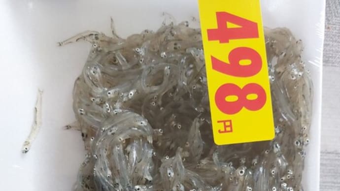 冬の琵琶湖の特産品 ~ 氷魚(ひうお)