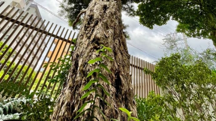 マキの木、イチジクの木、植木屋さん