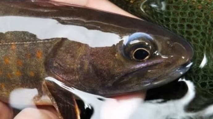 飛騨川水系 ヤマトイワナ