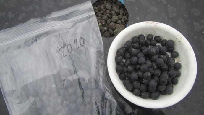 丹波黒枝豆のタネまき・ソラマメ採種