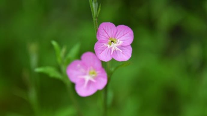 青葉山荘の小さな花たち〜赤花夕化粧