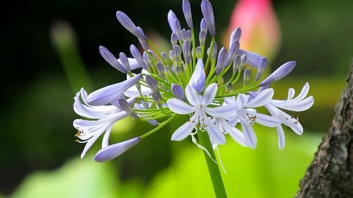 大船FC~6月の花散歩